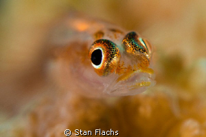 Goby portrait by Stan Flachs 
